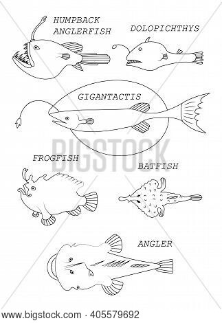 Deep-sea Fishs. Black Outline Vector Illustratuin Collection.