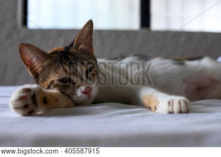 Cute Kitten Sleeping On White Bed After Surgery. Neutering Operation For Domestic Animal. Veterinari