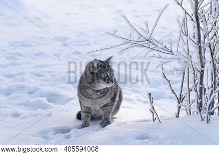 Beautiful, Frightened, Gray Cat On The White Snow Next To The Branches Covered With Frost. Concept O