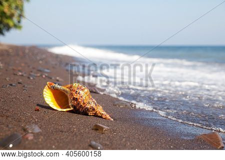 Charonia Tritonis Clam On The Sand. Triton Is Very Large Predatory Marine Gastropods Snail In The Ge
