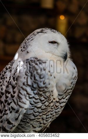 Beautiful Eagle Owl Sitting On The Stone. Wildlife Scene From Nature.