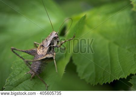 Field Grasshopper Sits Motionless On A Leaf. Grasshopper Onconotus Servillei. Large Grasshopper On G