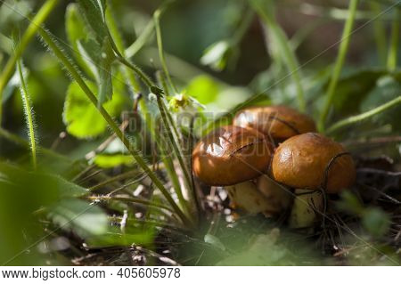 Mushroom Suillus. A Group Of Edible Forest Mushrooms, Suillus Luteus, A Slippery, Sticky Mushroom Gr