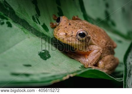Endemic Frog From Colombia Hidden Among The Leaves Of A Plant