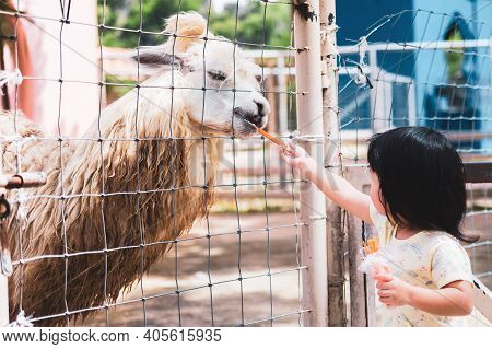 Preschool Asian Children Are Feeding Alpaca Food In The Zoo. The Animals Are Trapped In An Airy Cage