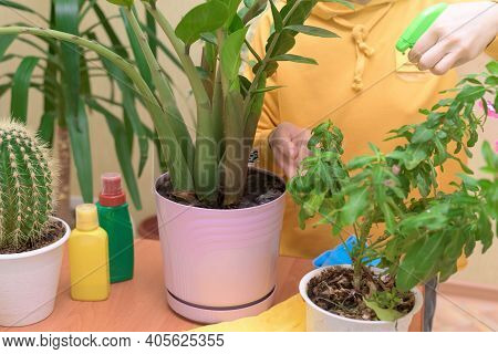 Home Care For Houseplants, Spray Home Flowers With A Spray Gun. A Woman Wipes The Leaves, Washes And