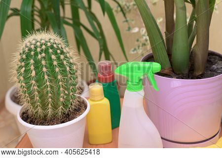 Home Care For Houseplants, Spray Home Flowers With A Spray Gun. Fertilizers For Flowers In Bottles.