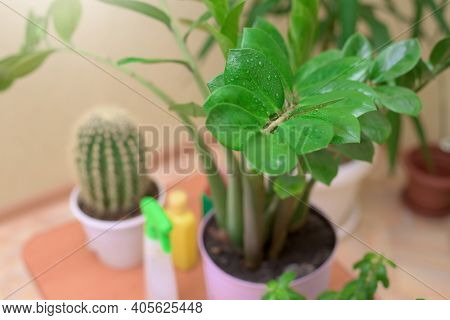 Home Care For Houseplants, Spray Home Flowers With A Spray Gun. Fertilizers For Flowers In Bottles.