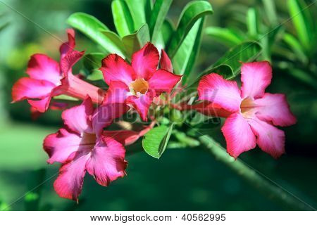Çiçek pembe Adenium. Desert Rose
