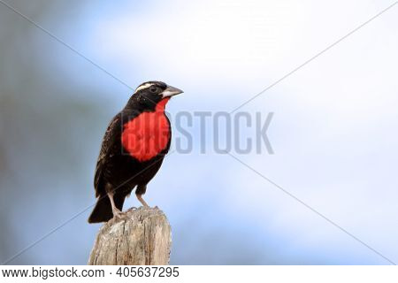 White-browed Meadowlark (sturnella Superciliaris) Perched On A Fence Post