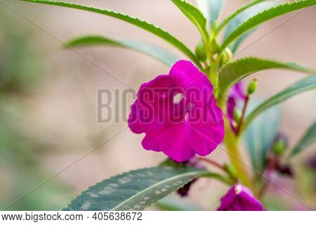 Purple Garden Balsam Impatiens Balsamina Linn Flower In Garden