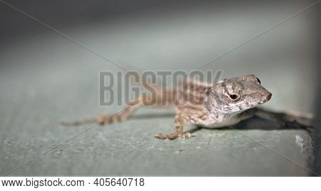 Monotone Close Up Of Gecko Lizard On Wall.