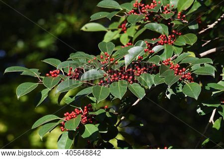 Ilex Rotunda Berries / Aquifoliaceae Ever Green Tree