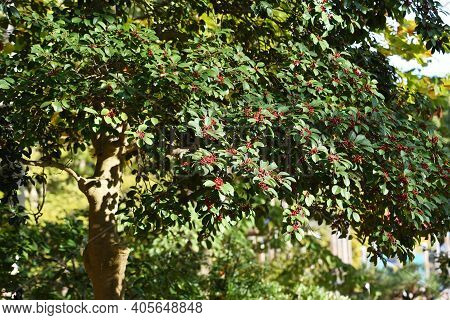 Ilex Rotunda Berries / Aquifoliaceae Ever Green Tree