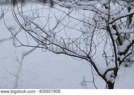 Snow On A Tree Branch In The Winter Forest.