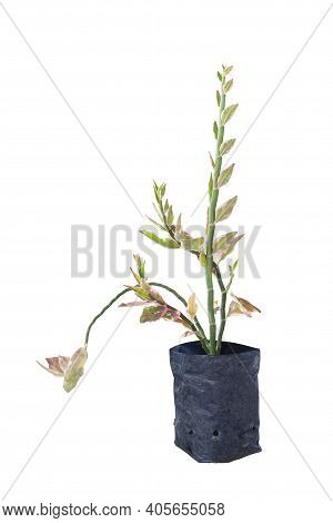 Young Slipper Flower, Redbird Cactus, Jew-bush, Zigzag Plant Or Euphorbia Tithymaloides Is A Thai He