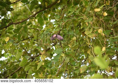 Chocolate Vine Fruit. Rardizabalaceae Deciduous Vine Shrub.