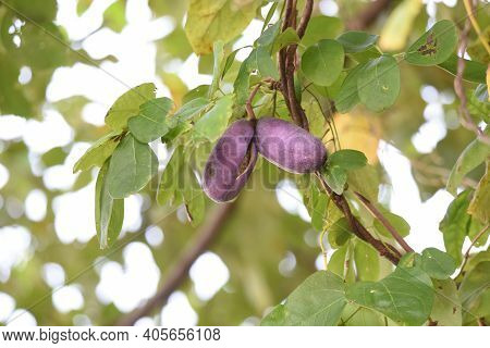 Chocolate Vine Fruit. Rardizabalaceae Deciduous Vine Shrub.
