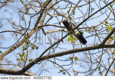 Male Violet Cuckoo Perching On The Branch , Thailand