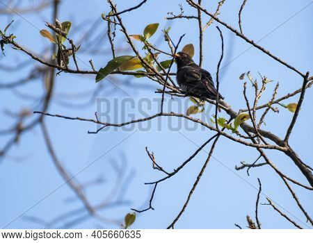 Male Violet Cuckoo Perching On The Branch , Thailand
