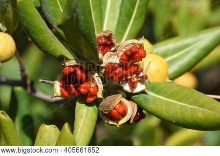 Japanese Cheesewood Berries. Pittosporaceae Ever Green Shrub.