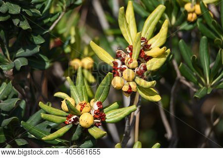 Japanese Cheesewood Berries. Pittosporaceae Ever Green Shrub.