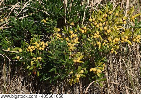 Japanese Cheesewood Berries. Pittosporaceae Ever Green Shrub.