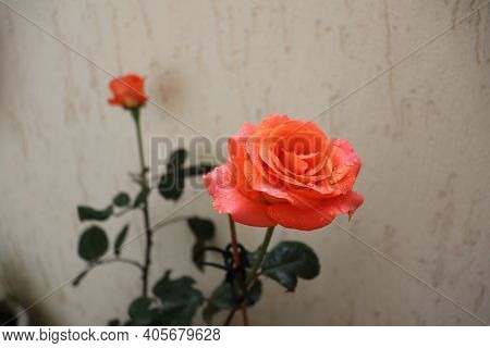 The Coral Rose Blooms Beautifully.  Close-up Shot Of A Flower.