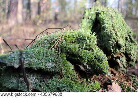 Green Moss On An Old Tree.  An Old Fallen Tree In The Forest Covered With Moss.