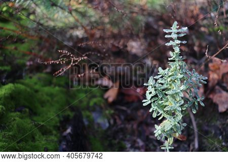 Plant With Drops Of Morning Dew In The Forest.