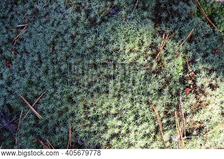 Green Moss On An Old Tree.  An Old Fallen Tree In The Forest Covered With Moss.