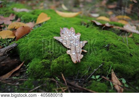 Oak Leaf With Dewdrops On Green Moss.