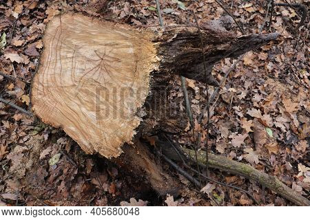 Uprooted Stump From The Ground In The Autumn Forest.