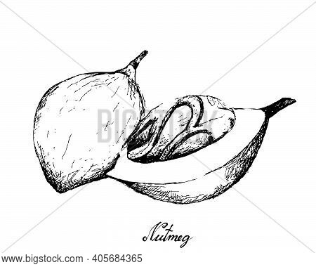 Herbal Plants, Hand Drawn Illustration Of Fresh Nutmeg Or Myristica Fragrans Fruits Used For Seasoni