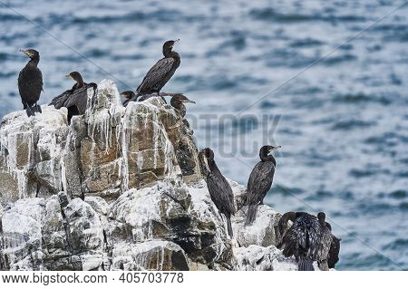 Bird Colony Of Guano Cormorant In Paracas National Park At The Pacific Ocean Coast Line Of Peru. Gua