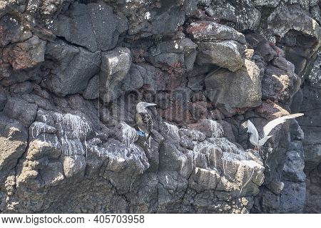 The Blue-footed Booby, Sula Nebouxii, Is A Marine Bird On The Galapagos Islands, Ecuador, South Amer