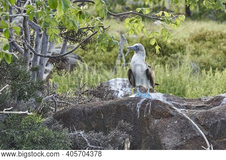 The Blue-footed Booby, Sula Nebouxii, Is A Marine Bird On The Galapagos Islands, Ecuador, South Amer