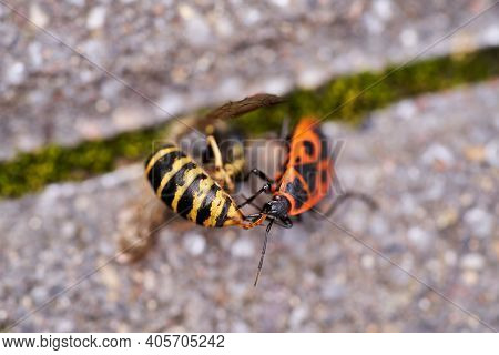 Vespula Germanica, European Wasp, German Wasp, Or German Yellowjacket Is Eaten By A Pyrrhocoris Apte