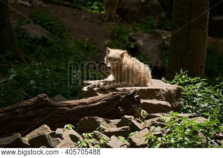 Wolf Pack Of Big And White Hudson Bay Wolf, Lives In The Arctic And At The Northwestern Coast Of Hud