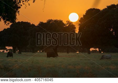 Herd Of Grazing Cattle In The Spanish Dehesa At Sunset, Salamanca, Spain