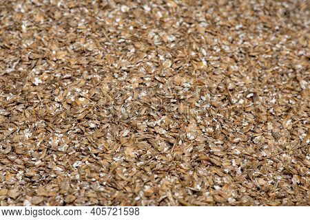 Close Up Of Ground Barley (hordeum Vulgare)