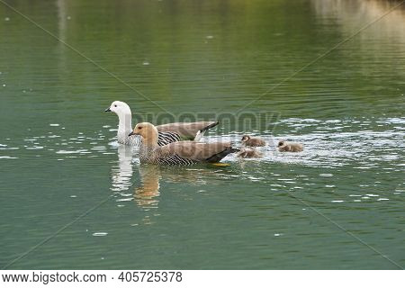Chloephaga Picta, Upland Goose Or Magellan Goose Is A Sheldgoose Subfamily Of The Anatidae. Family W