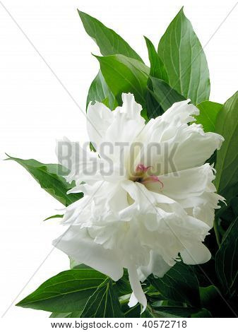 blomster af hvide peonia isolerede og tæt op