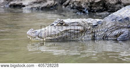 American Caiman, Or Crocodile Caiman, Or Spectacled Caiman Close-up In The Water. The Head Of A Croc