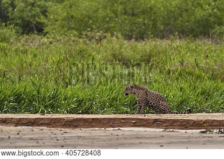 Jaguar, Panthera Onca, Is A Large Felid Species And The Only Extant Member Of The Genus Panthera Nat