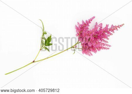 Garden Flowers Celosia Plumosa Isolated On White Background.