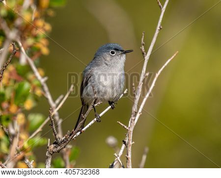 An Active And Tiny Blue-gray Gnatcatcher Perches Momentarily In The Scrub Of A Front Range Colorado 