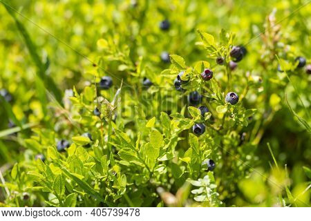 Wild Blueberries In Various Stages Of Ripening. Vaccinium Myrtillus Or Bilberry In The Bush Growing 