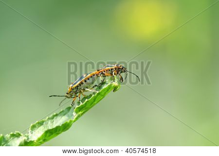 Stinkbug