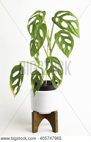 A Formal Studio Shot Of The Monstera Adansonii Plant On A White Mid-century Modern Design Pot With W
